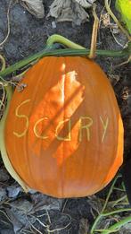Halloween en eetbare Pompoenen - Kalebassen, Tuin en Terras, Planten | Tuinplanten, Ophalen, Volle zon, Groenteplanten, Eenjarig