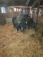 Mooie kleine dexter, Dieren en Toebehoren, Januari, Meerdere dieren