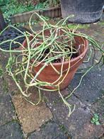 Een zielige Monstera | bijna gratis!!, Ophalen, Halfschaduw, Minder dan 100 cm