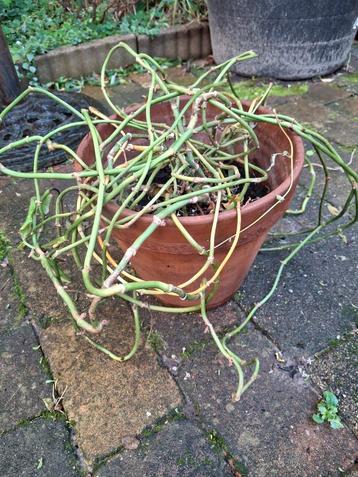 Een zielige Monstera | bijna gratis!! beschikbaar voor biedingen