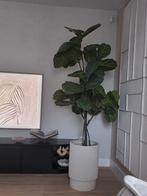 Grote Ficus Lyrata (Tabaksplant) met Pot - 180cm, Ophalen, Ficus, Halfschaduw, 150 tot 200 cm