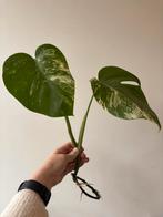 Monstera variegated / variegata, Huis en Inrichting, Kamerplanten, Ophalen, Halfschaduw, Minder dan 100 cm