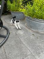 Buiten kittens, Dieren en Toebehoren, Katten en Kittens | Overige Katten, Geslacht onbekend, 0 tot 2 jaar