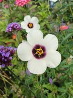 Hibiscus Cannabinus, Ophalen of Verzenden, Volle zon, Zaad
