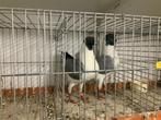 Duitse modena gazzi, Dieren en Toebehoren, Meerdere dieren, Overige soorten