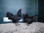 Australorp kriel | Kriel kippen | Passend advies!, Dieren en Toebehoren, Pluimvee, Meerdere dieren, Kip