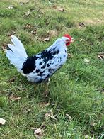Bonte leghorn haan, Dieren en Toebehoren, Mannelijk, Kip