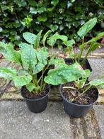 Longkruid (pulmonaria) 4 stekken, Ophalen, Bodembedekkers, Volle zon, Vaste plant