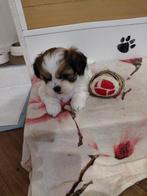 Te Koop Boomerpups  Malthezer x Shih-Tzu, 8 tot 15 weken, Meerdere, Nederland, Particulier