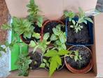 Mooie moestuin planten, Ophalen of Verzenden, Minder dan 100 cm, Overige soorten, Zomer