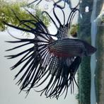 Betta splendens man, Dieren en Toebehoren