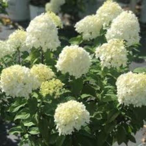 Hortensia Bobo zeer compact en vol met witte bloei, Tuin en Terras, Planten | Tuinplanten, Overige soorten, Halfschaduw, Zomer