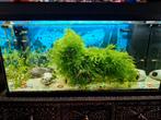 Compleet Aqarium, Dieren en Toebehoren, Vissen | Aquaria en Toebehoren, Ophalen, Gebruikt, Gevuld zoetwateraquarium