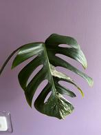 Monstera variegata stek 4, Ophalen, Overige soorten, Minder dan 100 cm
