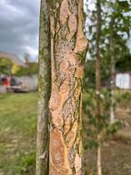 Betula pendula(ruwe berk), Tuin en Terras, Planten | Bomen, Volle zon, Bloeit niet, 250 tot 400 cm, Overige soorten