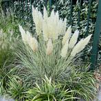 Zaden pampasgras mini (Cortaderia selloana 'Mini Pampas'), Ophalen of Verzenden, Voorjaar, Volle zon, Zaad