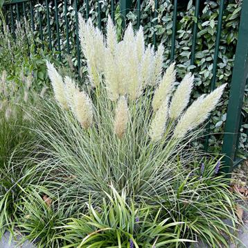 Zaden pampasgras mini (Cortaderia selloana 'Mini Pampas') beschikbaar voor biedingen