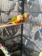 Pyrrus Vogels, Dieren en Toebehoren, Vogels | Parkieten en Papegaaien