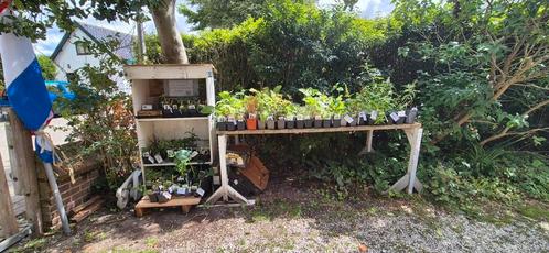 biologisch opgekweekte tuinplanten, Tuin en Terras, Planten | Tuinplanten, Overige soorten, Volle zon, Zomer, Ophalen