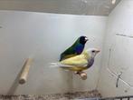 Diverse kleuren gouldamadines te koop, alles natuurbroed, Dieren en Toebehoren, Vogels | Overige Vogels, Meerdere dieren, Tropenvogel