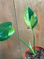 Monstera deliciosa variegata plant aurea yellow lime mint, Ophalen of Verzenden, Overige soorten, Minder dan 100 cm