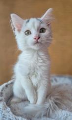 Ragdoll x mainecoon poesje, volledig geënt, incl chip, Dieren en Toebehoren, Katten en Kittens | Raskatten | Langhaar, Poes, Gechipt