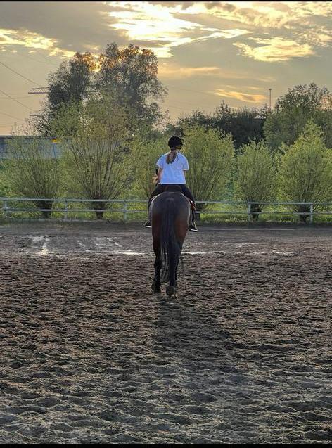 Bijrijder en verzorger met 8+ jaar ervaring, Dieren en Toebehoren, Paarden en Pony's | Verzorgingsproducten, Zo goed als nieuw
