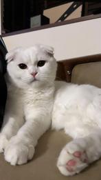 Dekkater Gezocht, Poes, Ontwormd, 0 tot 2 jaar