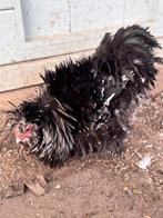 USA Zijdehoen haantjes 🐔, Dieren en Toebehoren, Pluimvee, Mannelijk, Kip