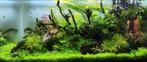 Monte Carlo aquarium plant, Dieren en Toebehoren, Vissen | Aquaria en Toebehoren, Ophalen, Nieuw, Plant(en), Steen of Hout