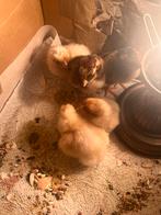 Kuikens, Dieren en Toebehoren, Pluimvee