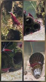 Sulawesi garnalen – sterke kweekdieren – nog 2 groepjes, Kreeft, Krab of Garnaal