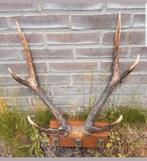 Prachtig uniek Rusa Sambar hert ( Aziatisch ) kapstok ! Haak, Verzamelen, Dierenverzamelingen, Ophalen of Verzenden, Zo goed als nieuw