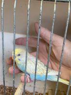 Jonge grasparkiet, Dieren en Toebehoren, Vogels | Parkieten en Papegaaien, Geslacht onbekend, Parkiet