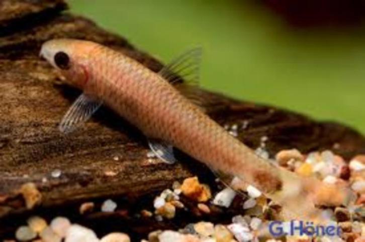 Crossocheilus Reticulatus gold - Algeneter - Koidreams, Dieren en Toebehoren, Vissen | Aquariumvissen, Zoetwatervis, Vis, Schoolvis