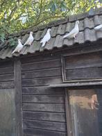 Witte duiven, Dieren en Toebehoren, Vogels | Duiven, Meerdere dieren