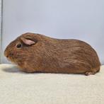 Mooie, gladharige cavia beer (mannetje), Dieren en Toebehoren, Januari, Mannelijk, Cavia