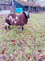Bonte dekram te koop!, Dieren en Toebehoren, Mannelijk, Schaap