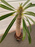 Kamerplant (Madagaskar Palm) 40 cm hoog, Ophalen, Minder dan 100 cm
