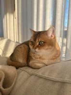 Golden Shaded Britse Korthaar – poes van 2 jaar en 8 maanden, Dieren en Toebehoren, Katten en Kittens | Raskatten | Korthaar, Poes