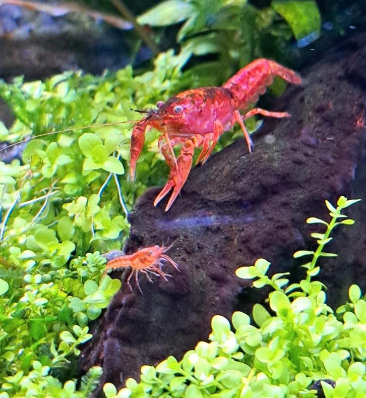 CPO Dwergkreeft (Baby), Dieren en Toebehoren, Vissen | Aquariumvissen, Zoetwatervis, Kreeft, Krab of Garnaal