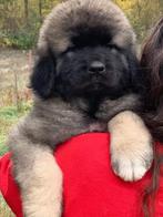 Kaukasische herder, Dieren en Toebehoren, Honden | Niet-rashonden, Particulier, Rabiës (hondsdolheid), 8 tot 15 weken, Buitenland