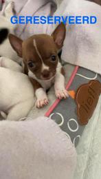 Lieve Chihuahua puppy’s pups te koop – goed gesocialiseerd ✨, Dieren en Toebehoren, Honden | Chihuahua's en Gezelschapshonden