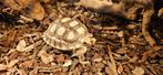 Sporenschildpadden / Centrochelys Sulcata, Dieren en Toebehoren, Hagedis