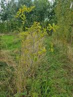 Krentenboompje Amelanchier lamarckii voor in voedselbos bv, Tuin en Terras, Planten | Struiken en Hagen, Ophalen of Verzenden