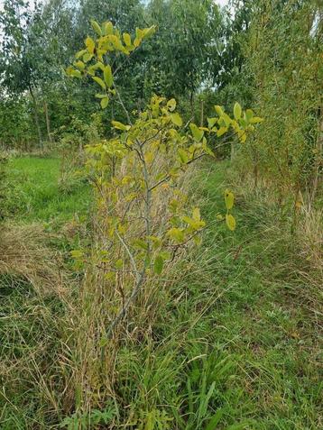 Krentenboompje Amelanchier lamarckii voor in voedselbos bv beschikbaar voor biedingen