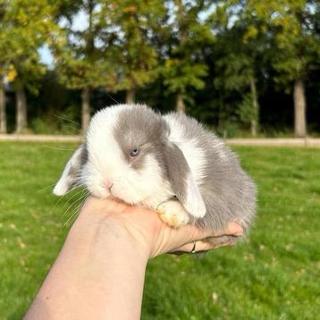 De liefste jonge konijntjes! Dwerg Hangoor NHD beschikbaar voor biedingen
