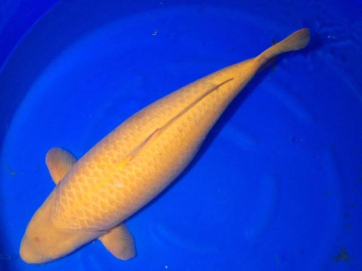 Dikke karashigoi met certificaat 77 cm  echt KANNON!, Dieren en Toebehoren, Vissen | Vijvervissen, Karper of Koi