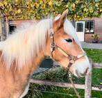Leuke jonge haflinger., Dieren en Toebehoren, Pony's, Hengst, 0 tot 2 jaar