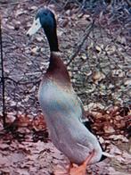 Loopeenden AANBIEDING., Dieren en Toebehoren, Pluimvee, Meerdere dieren, Eend